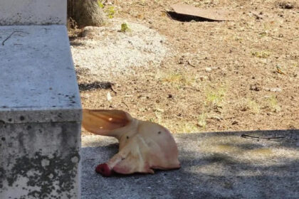 MOSTAR U Liska haremu ostavljena svinjska glava