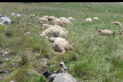 Grom usmrtio tridesetak ovaca na planini Hrbina kod Kupresa