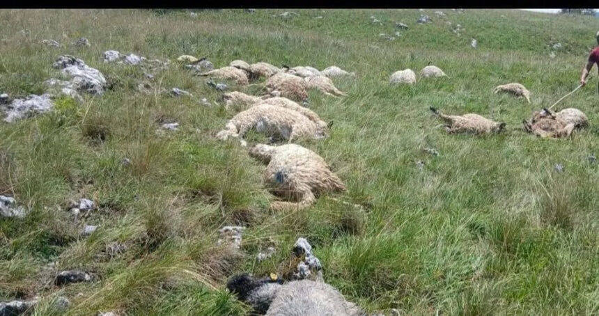 Grom usmrtio tridesetak ovaca na planini Hrbina kod Kupresa