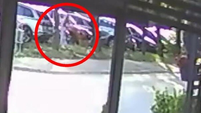 Psi lutalice u Lukavcu napali i oborili ženu sa bebom, objavljen snimak