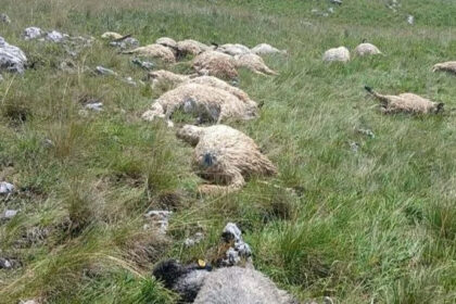 Olujno nevrijeme u BiH pravi štetu stočarima: Gromovi u samo dva dana usmrtili više od 50 ovaca