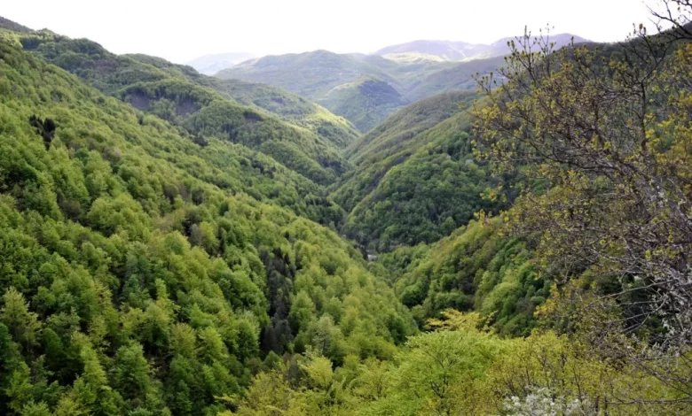 Dan odluke za hercegovačke šume: Ministri danas mogu okončati 16-godišnju anarhiju