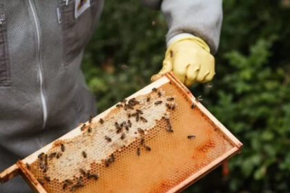 Loša vijest za ljubitelje meda: Pčelari u BiH vrcaju tek 2-3 kilograma po košnici