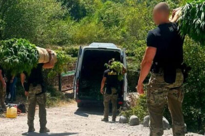 FUP objavio detalje o plantažama kanabisa u Drežnici, osumnjičene dvije osobe