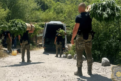Akcija „Veja“ u Drežnici: Na 12 plantaža pronađeno 1.679 stabljika kanabisa