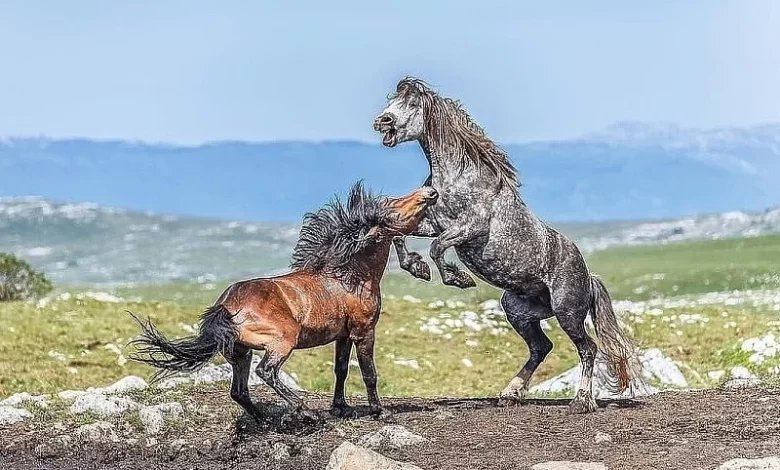 Vijest o livanjskim konjima uznemirila bh. građane: Jedni tvrde da umiru jer nemaju vode, vodiči ih demantuju