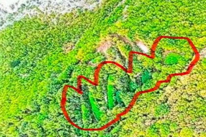 Kod Drežnice otkrivena ogromna plantaža kanabisa