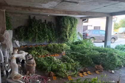 U Stocu pronađene 64 stabljike kanabisa i oko tri kilograma marihuane
