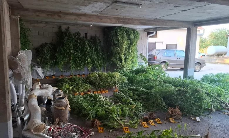 U Stocu pronađene 64 stabljike kanabisa i oko tri kilograma marihuane