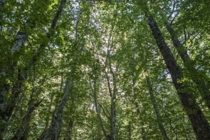 Šumarski sektor u HNK više od 16 godina bez zakonskog rješenja