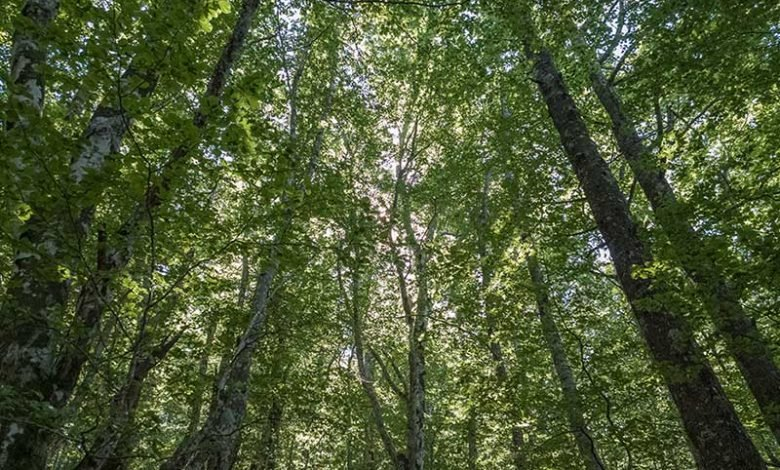 Šumarski sektor u HNK više od 16 godina bez zakonskog rješenja