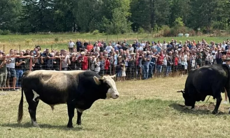 Stočna izložba i korida u Gacku: Nagradni fond 21.800 KM