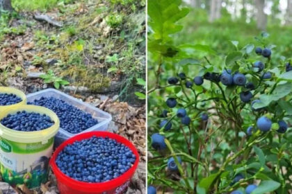 Vrijeme je berbe šumske borovnice u našim krajevima: Ovo je cijena